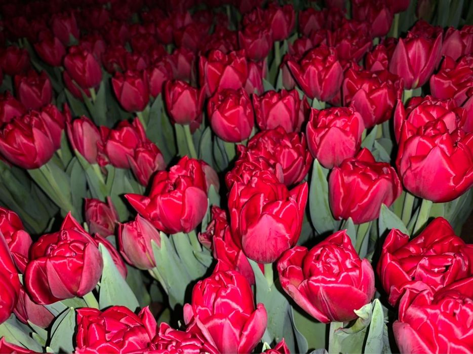 Тюльпаны в Алматы Алматинской облости