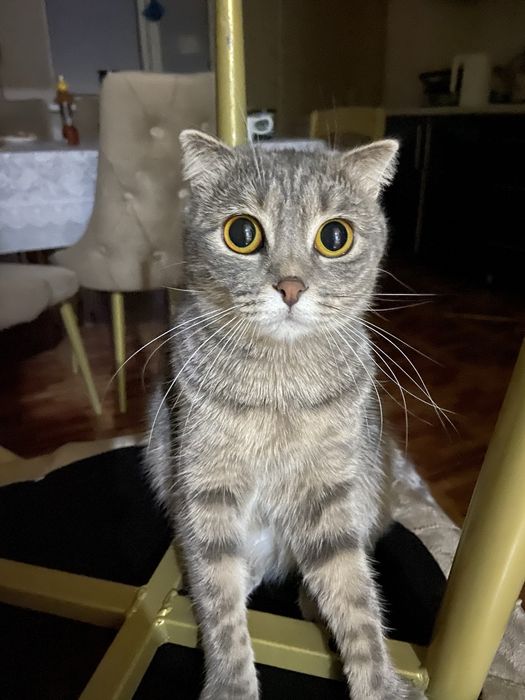 Котенок породистый (девочка)