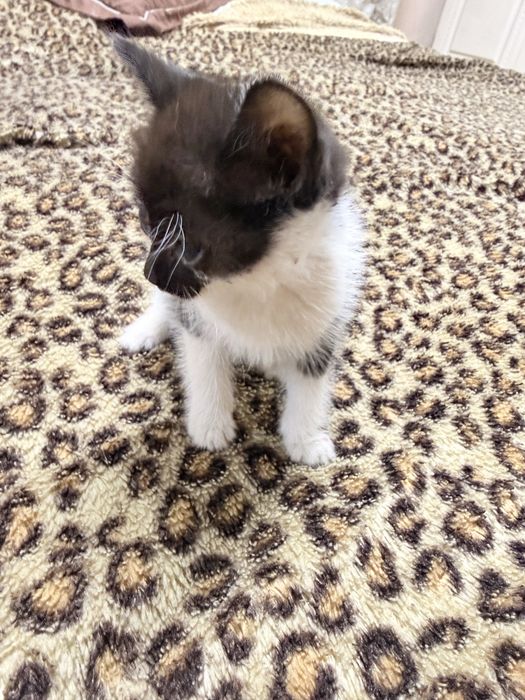 Котята бесплатно Астана