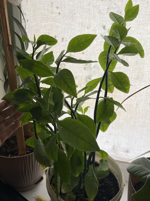 все цветки дам на 30 000