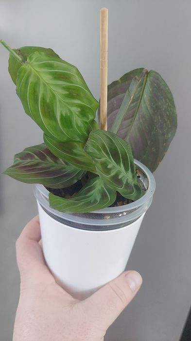 Цветы домашние продам срочно