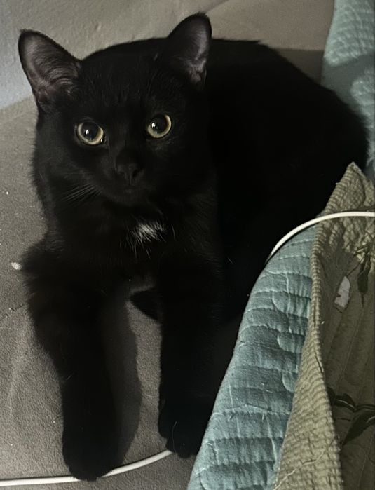 Котёнок мальчик 6 месяцев