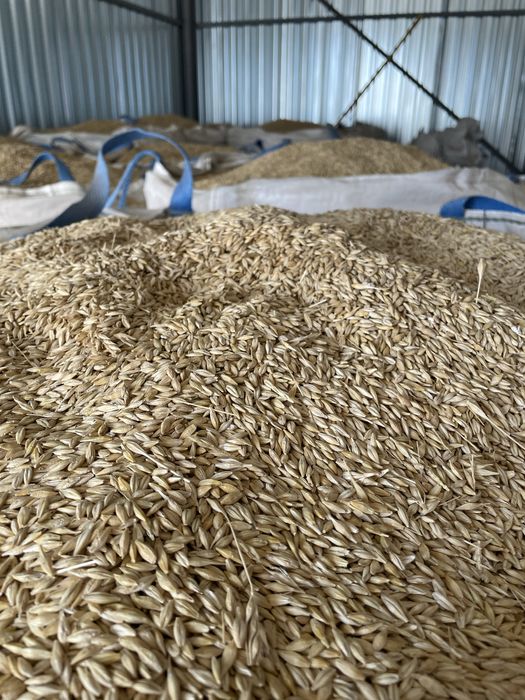 Vand cereale orz-porumb