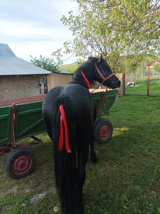 Vad armăsar metis de friz de 3 ,5 ani