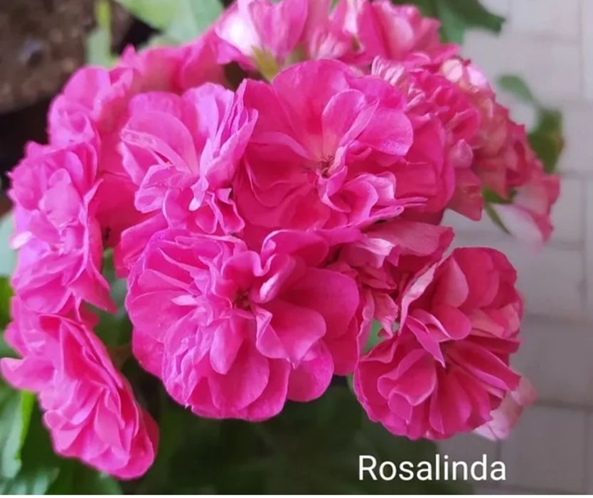 Пеларгония. Герань от 2000