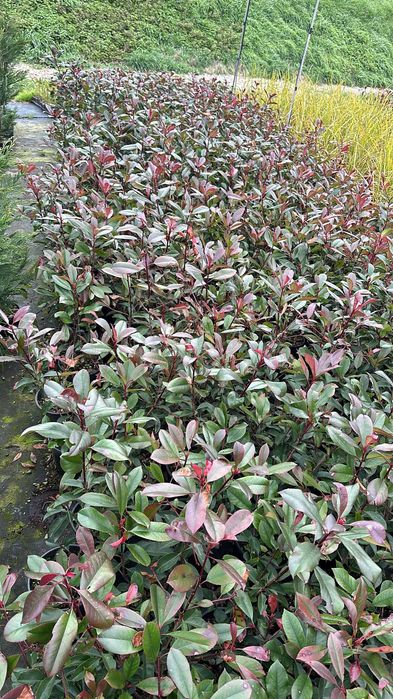 Photinia Gard viu
