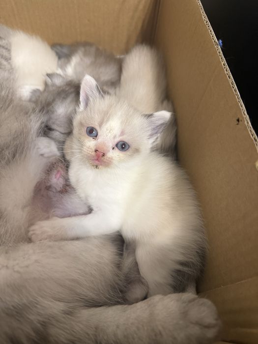 Продается котенок