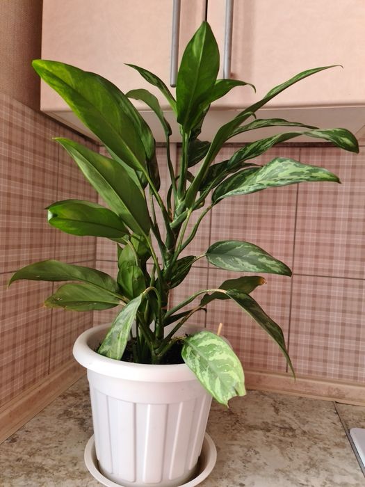 Продам Комнатные цветы.