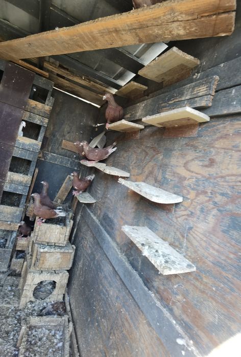 Porumbei roși de București și Simi