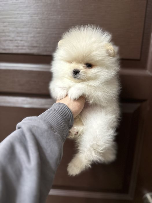 Мини- Померан.