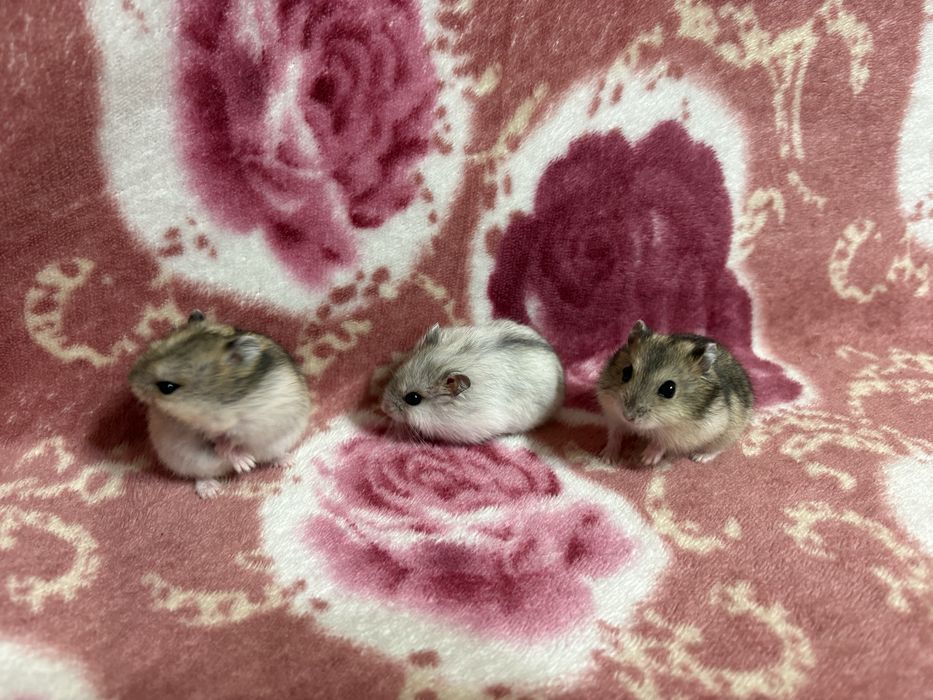 Vând pui de hamsteri pitici