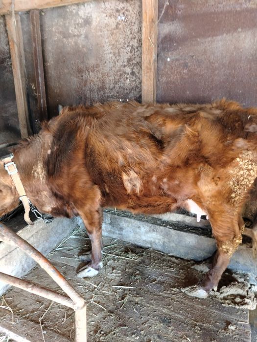 Сиыр сатылады...