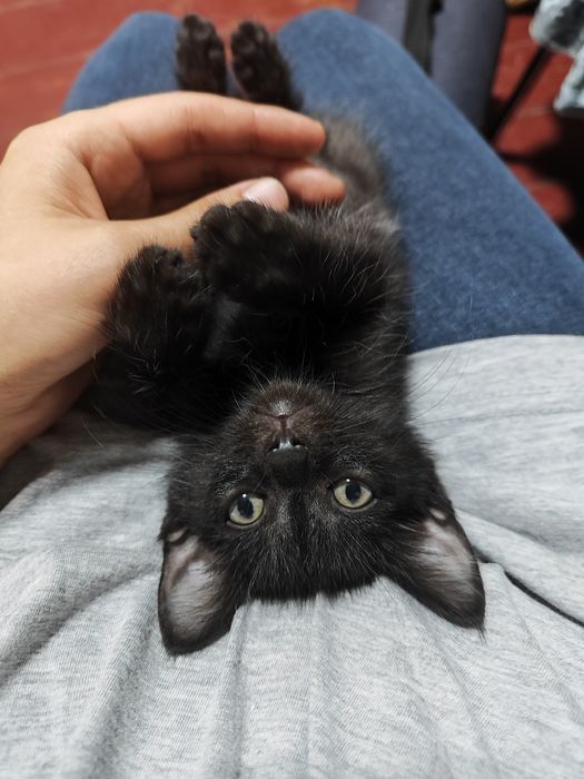 Котенок 2 месяца