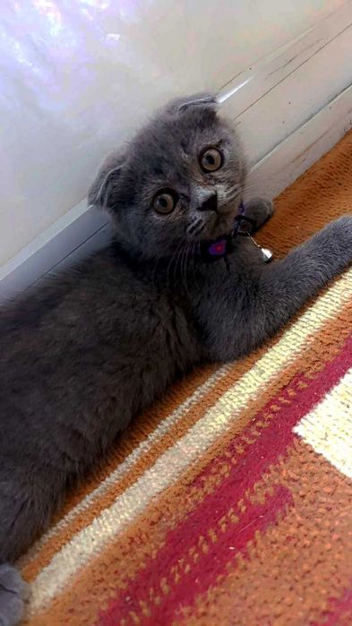 Продаются породистый котик от правильной вязки