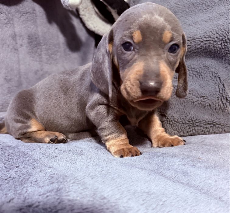 Teckel arlechin blue