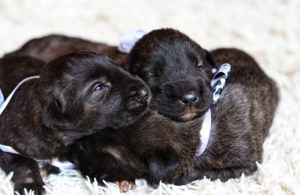 Самые красивые и большие собаки