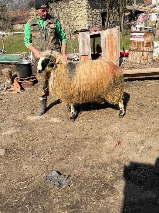 Vand berbec breaz stramior de valea jiului