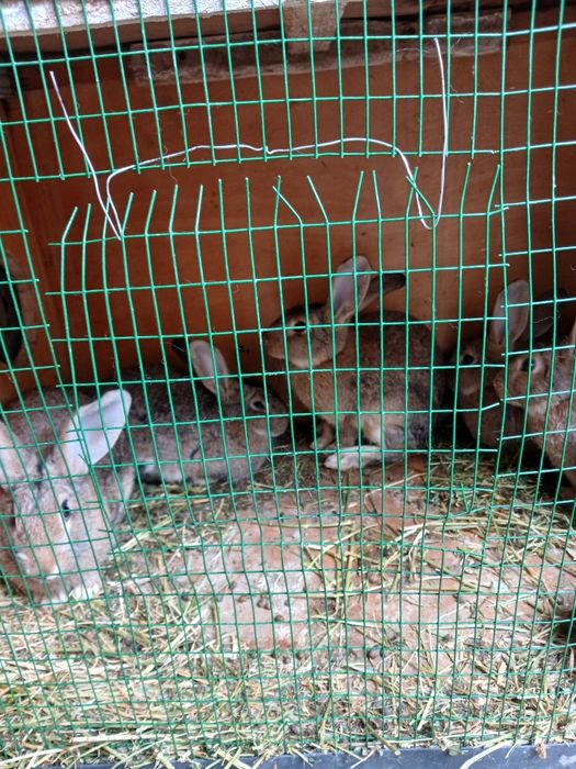 Nar soglom quyonlar sotiladi 4-4,5 oylik