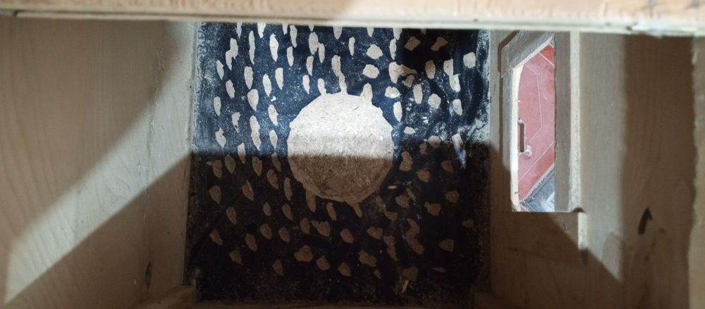 Ajileriya gnezdosi sotiladi