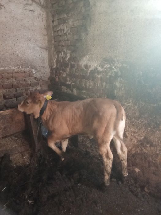 Vind vițea Angus foarte frumoasa