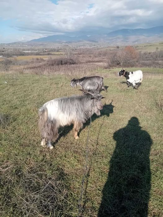 Млади пръчове и кози