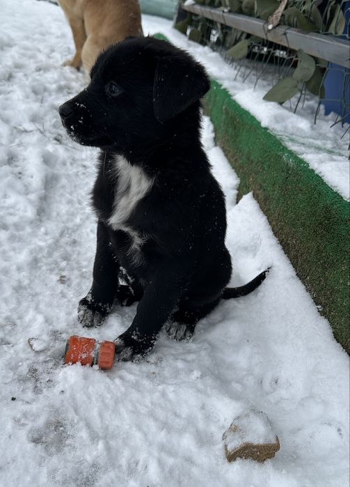 Catelusi in cautare de casă noua. Donam catelusa si catelus