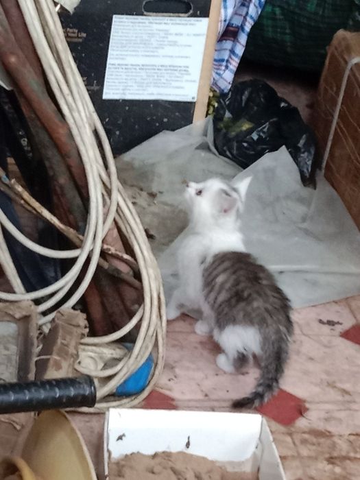 Котята котята котята !