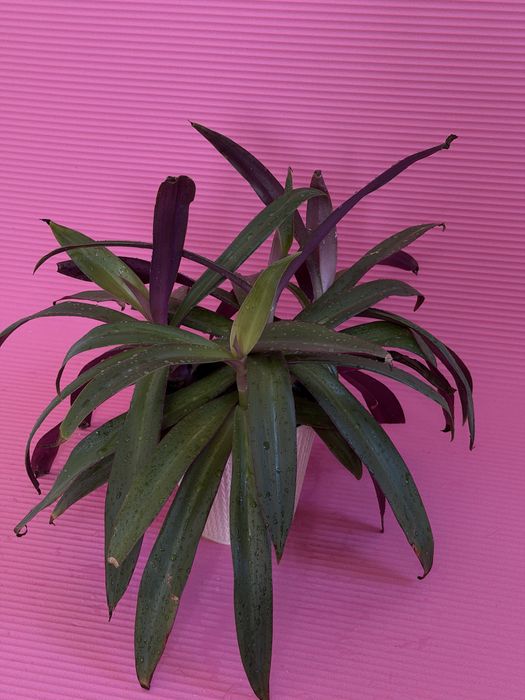 Традесканция комнатная