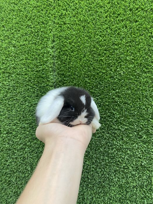 карликовые декоративные кролики