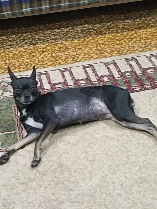 Пропала собака русский той терьер  прошу помогите