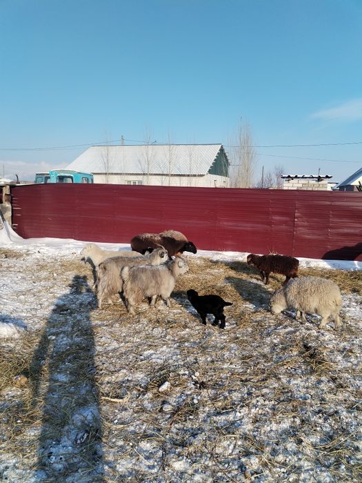 Продам баранов с ягнятами