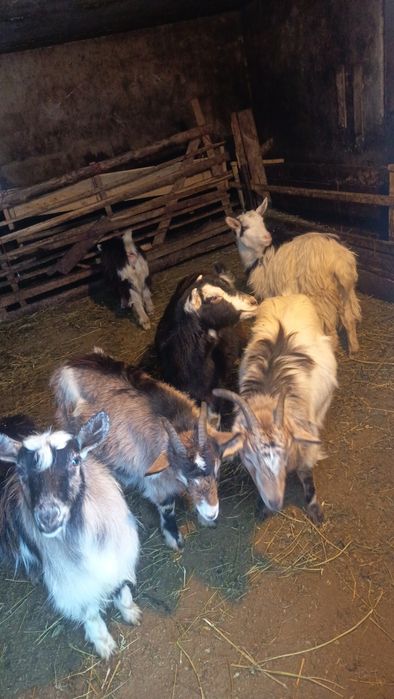 Vând/schimb cu oi 22 de capre