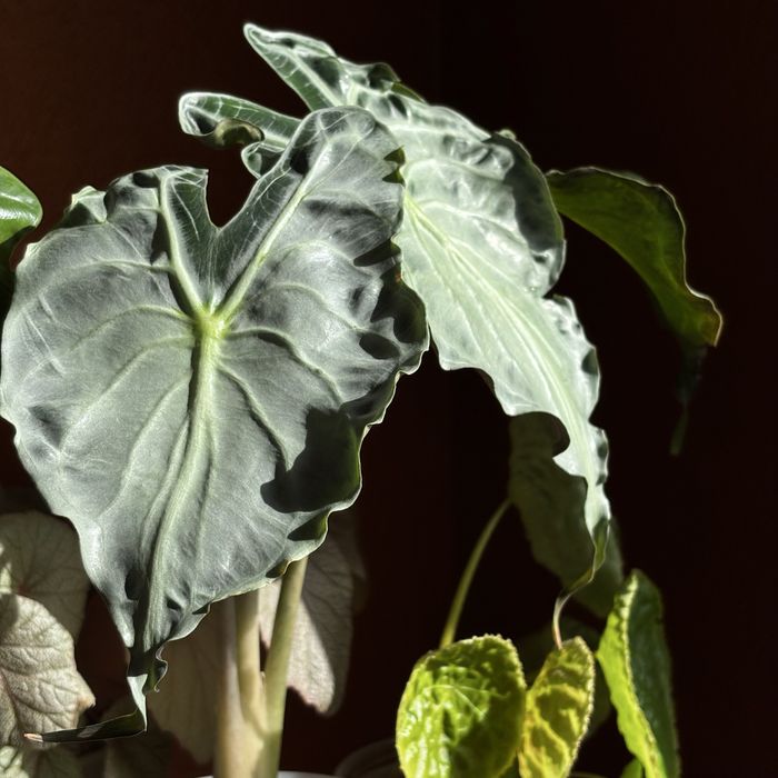 Клубень Алоказии Веном