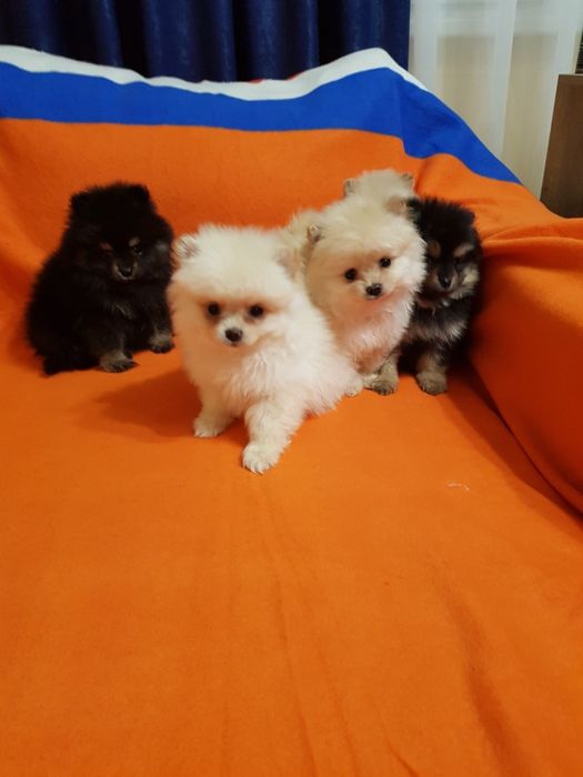 Померан померанчета