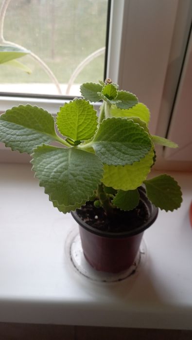 Продам комнатную мяту