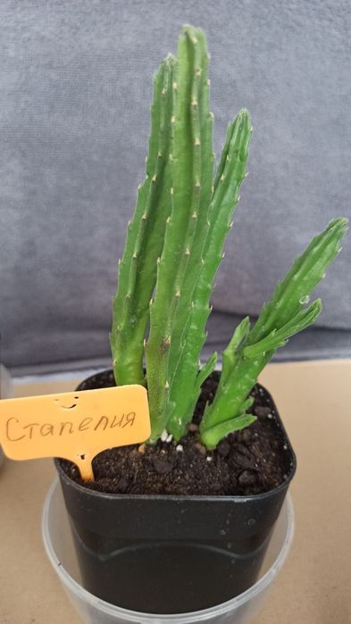 Стапелия гигантская