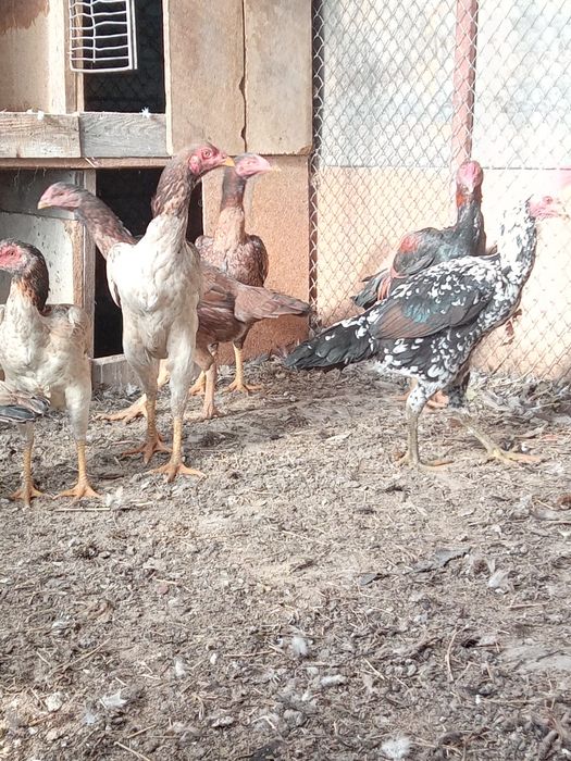 Продам бойцовский курицы