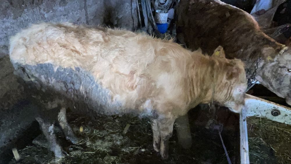 Продам годовалых телочек 2 шт.