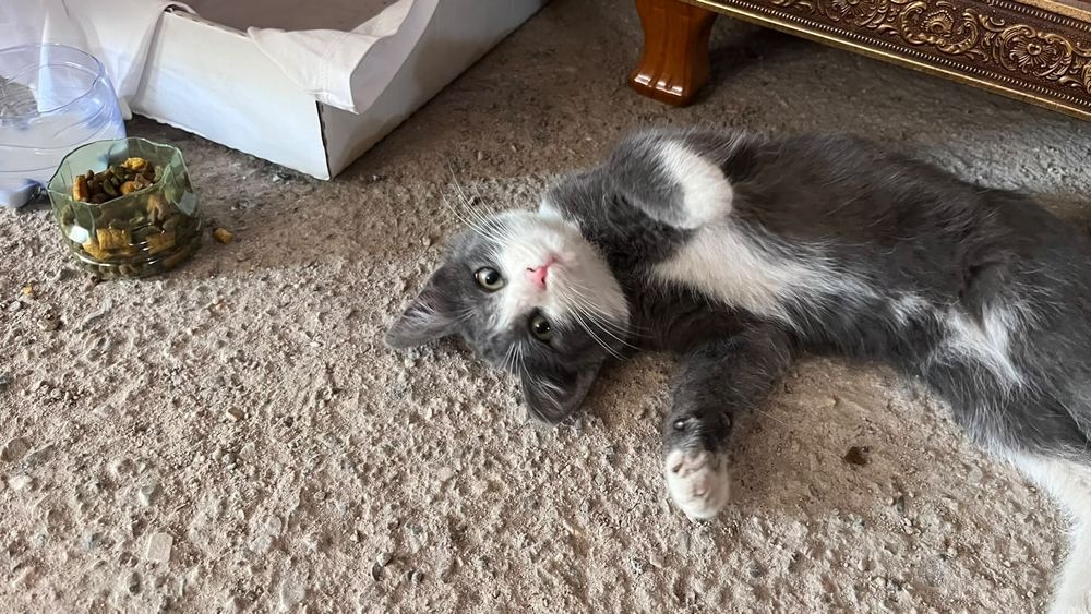 Кошка  девочка лоток знает