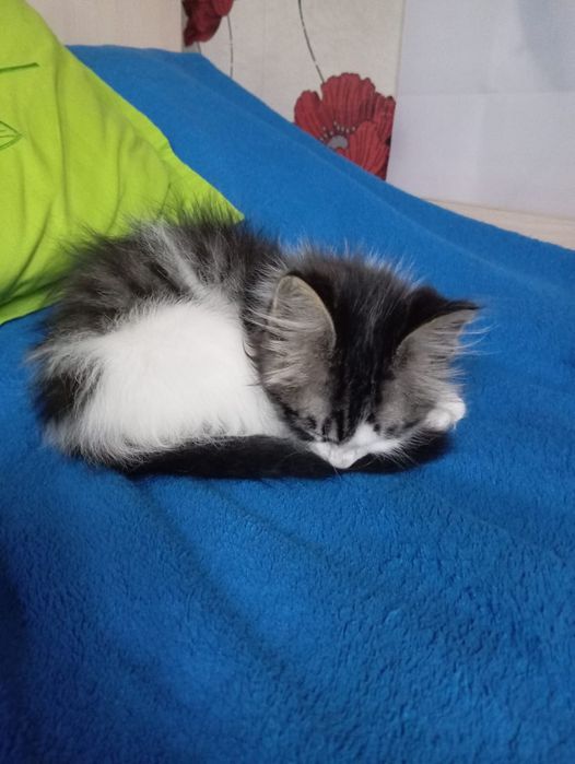 Отдам котика в добрые руки