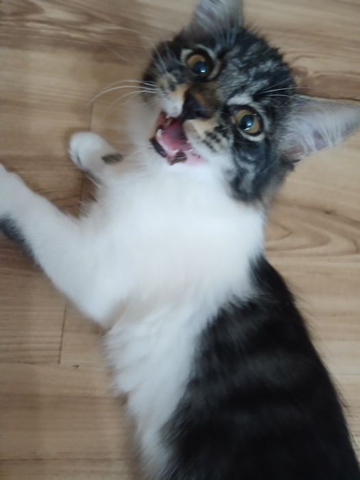 Котёнок.  Животные