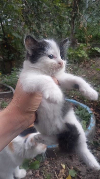 Продам милых котят