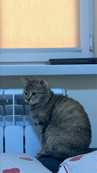 Кошка Лия 5 месяцев