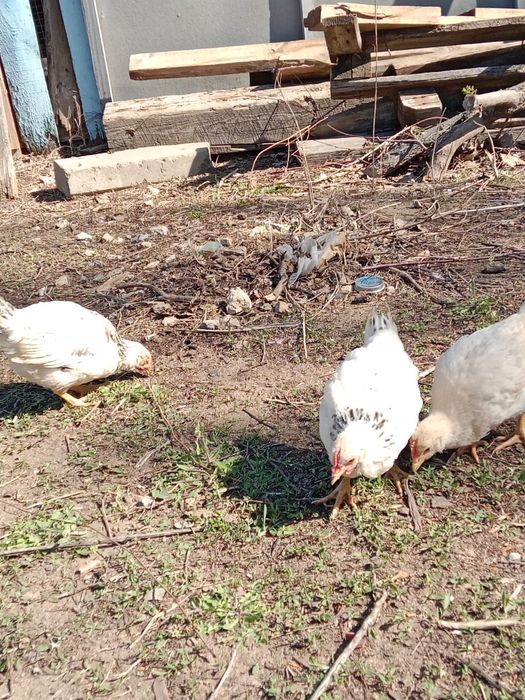 Продам цыплят около 2 месяцев