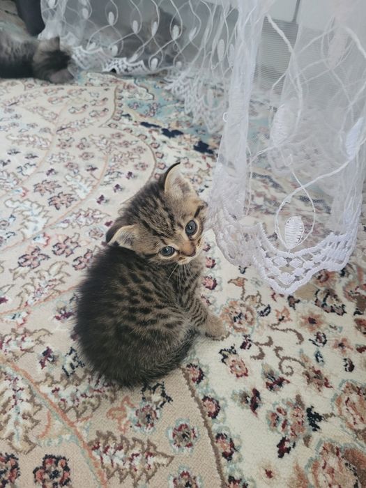 Продам британских котят