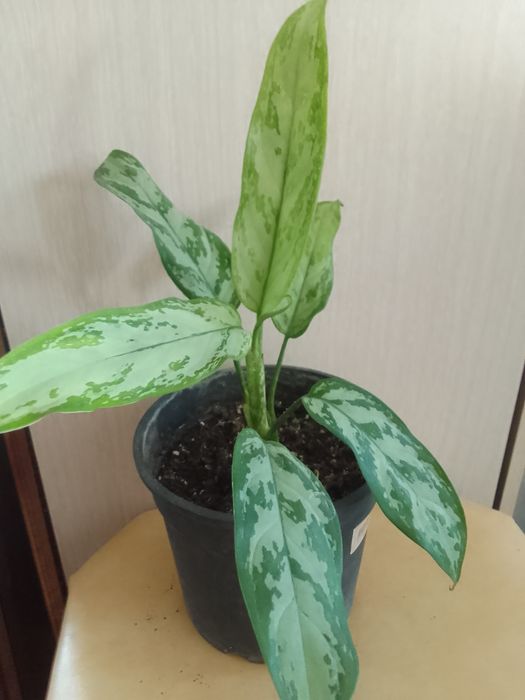 Продам комнатные цветы