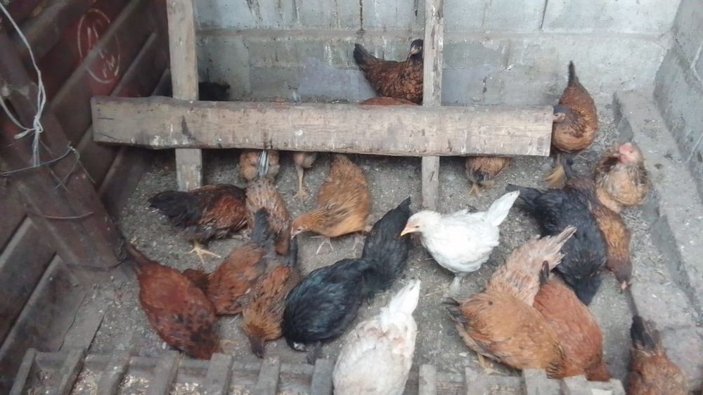 Продам молодок курей им 5 месяцев