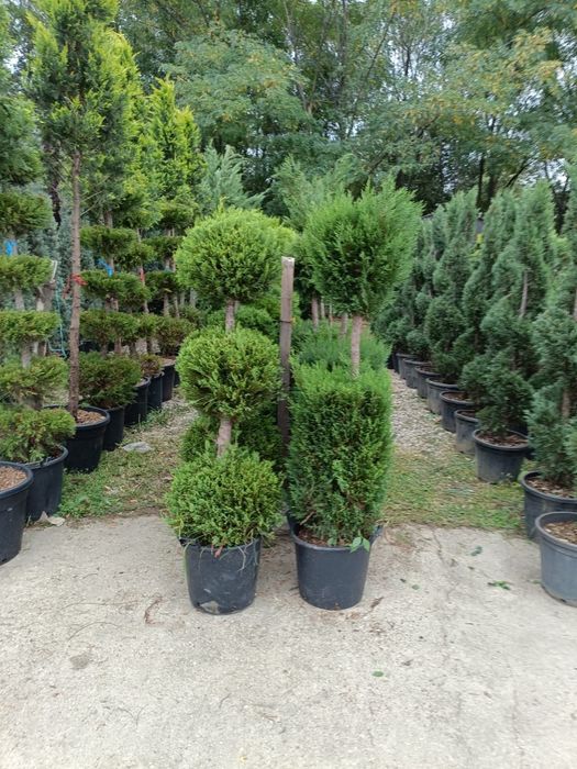 Vindem plante ornamentale preț bun transport gratuit la domiciliu