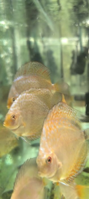 Дискус!!! Подроскалар сотилади.