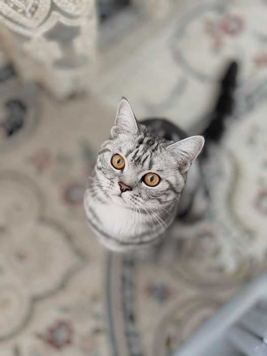 Кот Джонни готов принять гостей